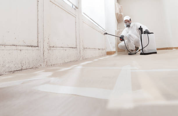24/7 Emergency Mold Removal experts in Thornton, IL