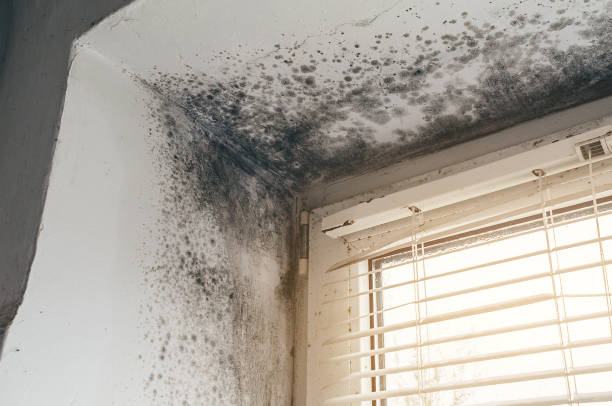Affordable Mold Removal solutions in Thornton, IL