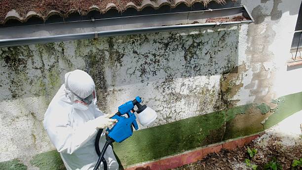 Top rated local Mold Removal specialists in Thornton, IL